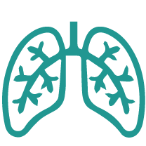 Respiratory System